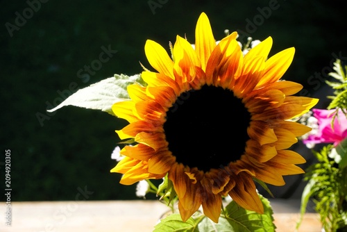 Sonnenblume in Vase auf beiger Holztischplatte vor grüner Wiese in Garten bei Sonne am Abend im Sommer
