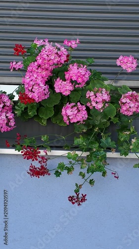 Colorful geraniums bloom vibrantly on a windowsill with modern shutters