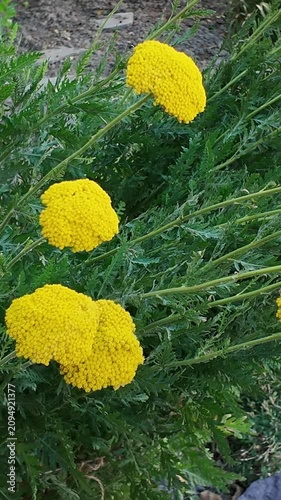 Vibrant yellow yarrow flowers bloom in lush green foliage, showcasing nature's beauty