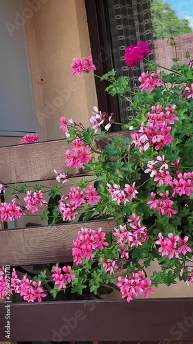 Vibrant pink geraniums cascade over a wooden balcony railing in full bloom