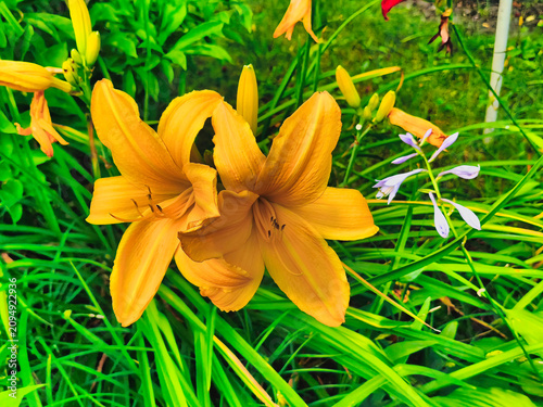 a pink bulbous lily in full bloom, illuminated by the July sun