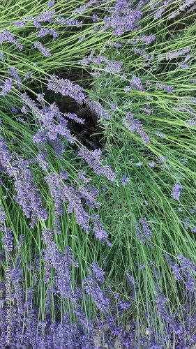 Close-up view of lush lavender plants swaying gently in the breeze