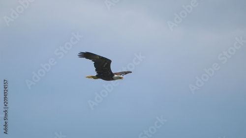 American bald eagle inflight against blue sky. 