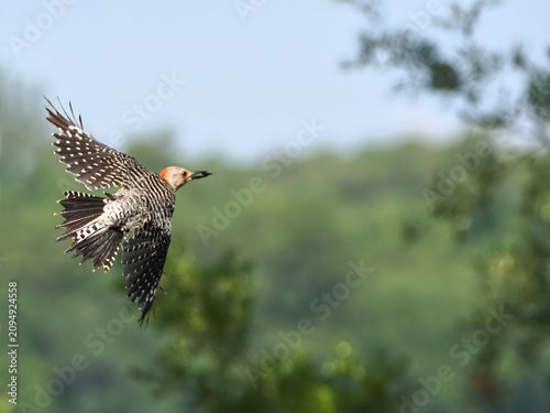 Фотография Female red bellied woodpecker inflight against blurry background