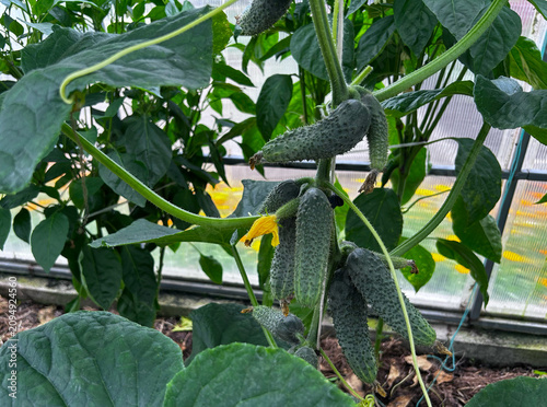 Fresh cucumbers grow on healthy vines inside a greenhouse. Ideal for farming ads, gardening guides, recipe blogs, and social media.