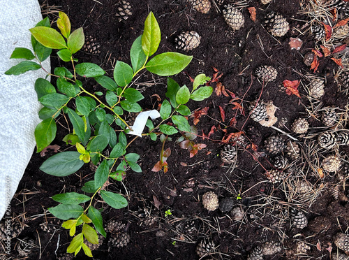 Young blueberry bush grows in rich garden soil with fresh green leaves. Ideal for gardening guides, nursery ads, blogs, and social media.