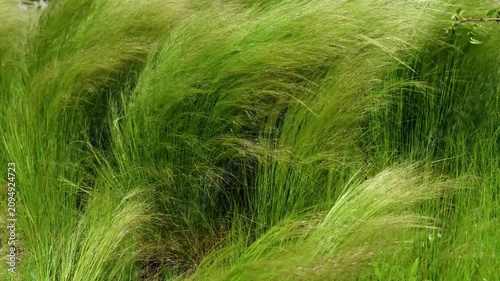 Close up of green feather grass gently moving in the summer breeze, creating a calm natural atmosphere with soft textures.