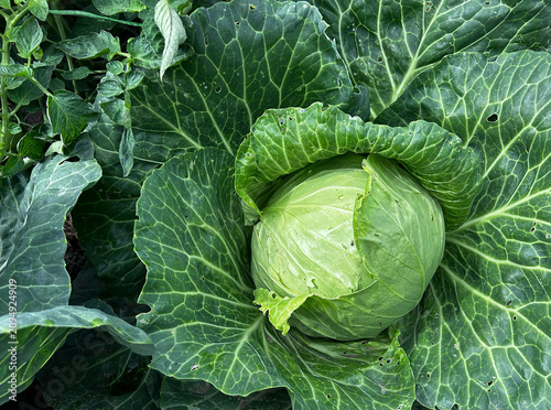 Mature cabbage head develops among lush leafy foliage outdoors. Perfect for organic farming content, seed catalogs, packaging, and editorial layouts.
