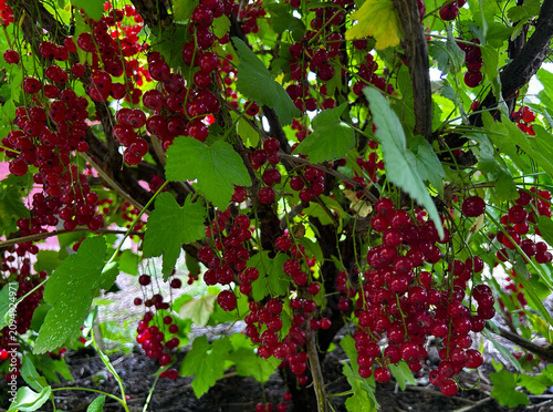 Heavy clusters of red currants ripen on healthy garden shrubs. Suits harvest guides, farm branding, product labels, and healthy lifestyle campaigns.