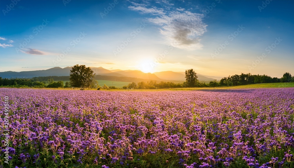 Naklejka premium Beautiful Panorama Rural Landscape With Sunrise And Blossoming Meadow Purple Flowers Flowering On Spring Field Phacelia