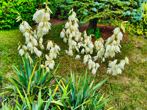a yucca bush blooming in the garden, illuminated by the June sun