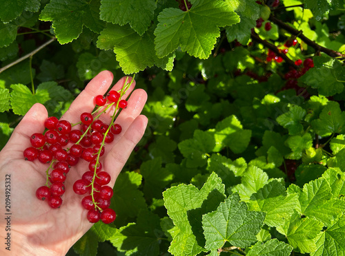 Hand holds ripe red currants on a leafy bush in sunlight. Ideal for food ads, gardening articles, recipe blogs, banners, and social media.