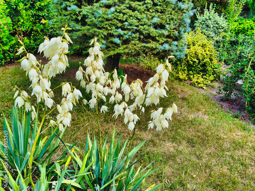 a yucca bush blooming in the garden, illuminated by the June sun