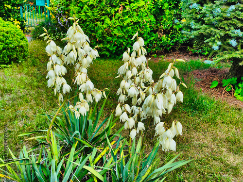 a yucca bush blooming in the garden, illuminated by the June sun
