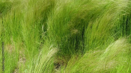 Close up of green feather grass gently moving in the summer breeze, creating a calm natural atmosphere with soft textures.