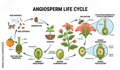 Angiosperm flowering plant life cycle diagram with double fertilization vector