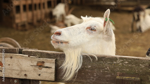 Quadro su tela Side profile of a white goat behind a weathered wooden farm fence, rural agricul