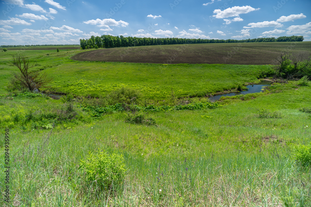 Fototapeta premium Green summer meadow with distant tree line under blue sky