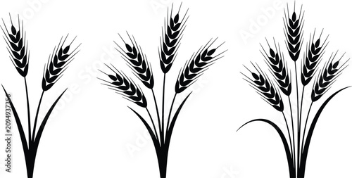 Obraz na plátně Wheat ears flat vector illustration bundles
