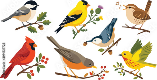 Photos Flat Vector Illustration Set of Colorful North American Backyard Songbirds for N