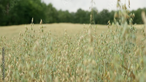 Green oat stalks ripen in a wide agricultural field. This healthy cereal crop represents organic farming, oatmeal production, and agribusiness. Raw materials grow in the rural countryside.