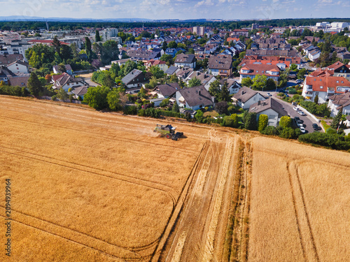 Photos A field full of ears of grain—wheat, barley, or rye—being harvested by a combine harvester