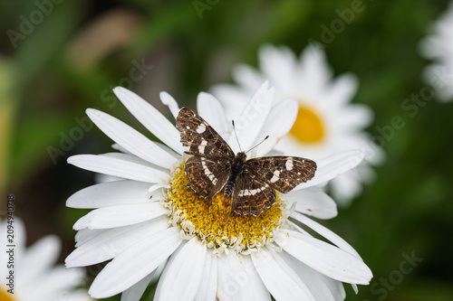 Fotografija Butterfly Reticulated butterfly (Araschnia levana), specifically its summer form called prorsa