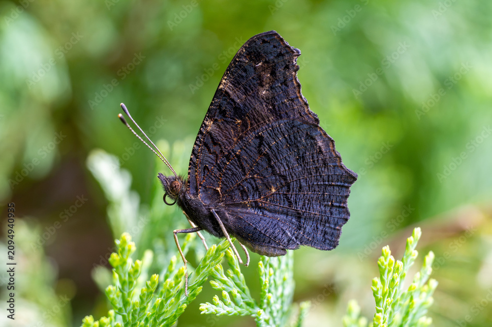 Wall Mural Butterfly Reticulated butterfly (Araschnia levana), specifically its summer form called prorsa