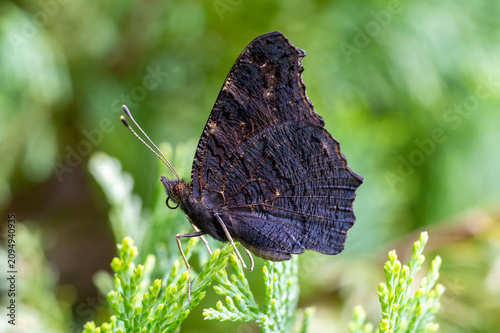 Canvas Print Butterfly Reticulated butterfly (Araschnia levana), specifically its summer form called prorsa