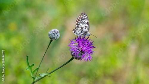 Foto Milk thistle (Silybum marianum) is a traditional medicinal herb from the asteraceae family