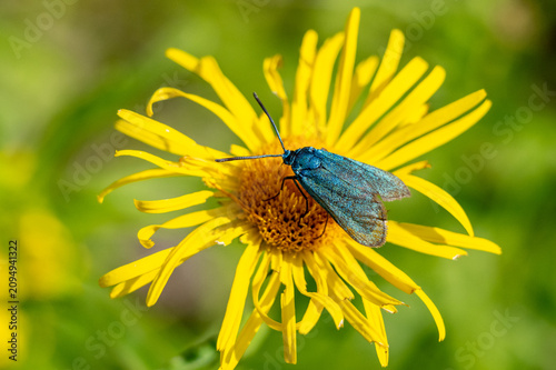 The sorrel green (Adscita statices) is a small butterfly belonging to the family of the spindle moths. Its forewings are colored metallic green.