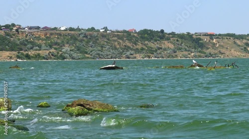 Dense growth of green gutweed Ulva intestinalis (Enteromorpha intestinalis) on stones in Khadzhibey Estuary