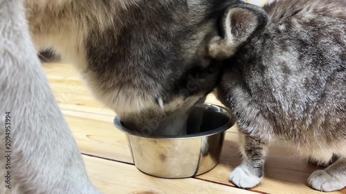 Two cats eat from the same bowl on a wooden floor. They lean in close and use their paws to get food. The setting shows a cozy home environment.