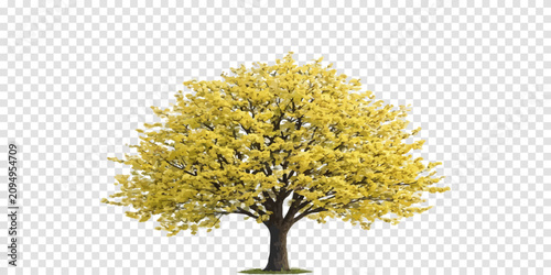 Foto Deciduous tree with yellow autumn foliage isolated on white background deciduous