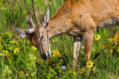 Photography deer eating flowres