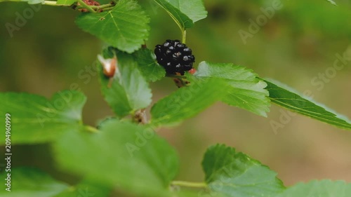 Ripe and unripe black mulberries hanging on branch with green leaves in summer garden