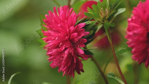 Pink aster flower with water drops blooming in summer garden close up
