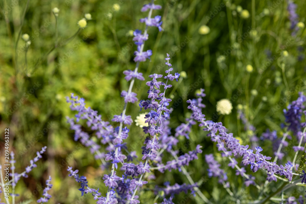 Obraz premium Russian sage perovskia atriplicifolia plant blooming in summer garden