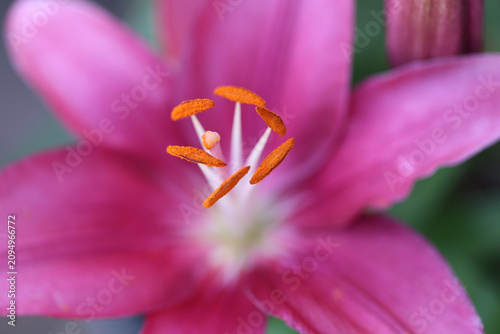 Obraz na plátne Pink Asiatic Lily Flower Macro Close-Up Showing Orange Pollen Stamen and Anthers
