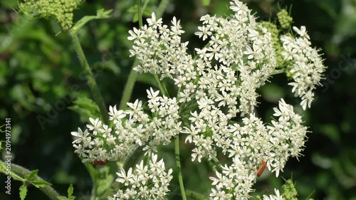 Beetles on white umbel flowers footage