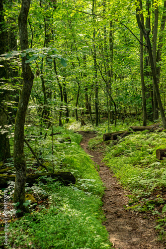 Wooded hiking trail along the Boone Trail in French Creek State Park, Pennsylvania, surrounded by mature forest and lush greenery.