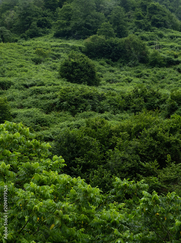 Принти на полотні green forest covering rolling hills with dense summer vegetation and tree canopy