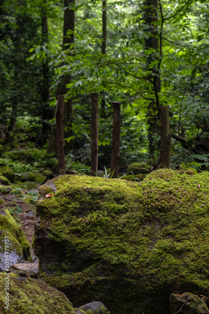 Fototapeta premium Moss-covered boulders along a rocky hiking path leading into a dense green forest