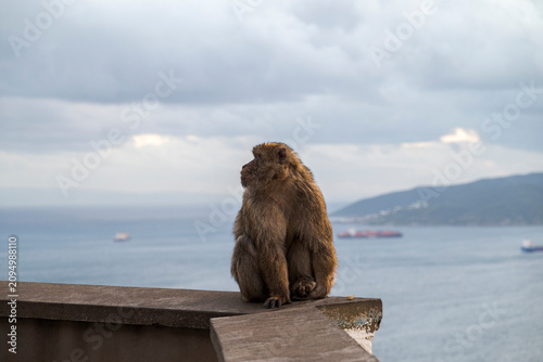 Barbary macaque sitting on a stone wall at the top of the Rock of Gibraltar, with Gibraltar Bay and the city blurred in the background under dramatic clouds