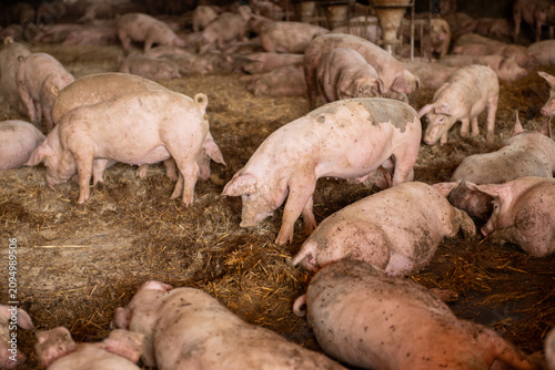 Foto Livestock in Bekes Hungary at a Pietrain pig farm during feeding time