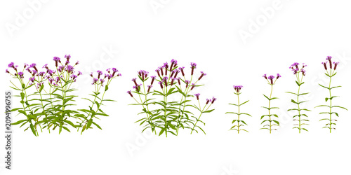 Collection of Verbena plants isolated on white background