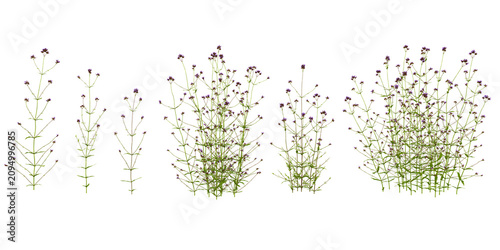 Collection of Verbena plants on transparent background