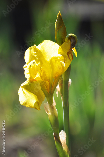 Yellow Lily Flower (Iris pseudacorus)