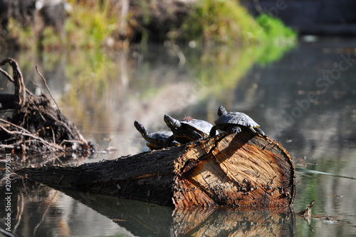 Three turtles sunbathing on a tree trunk