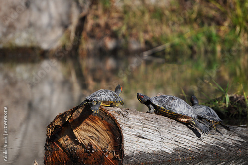 Turtles sunbathing on a tree trunk